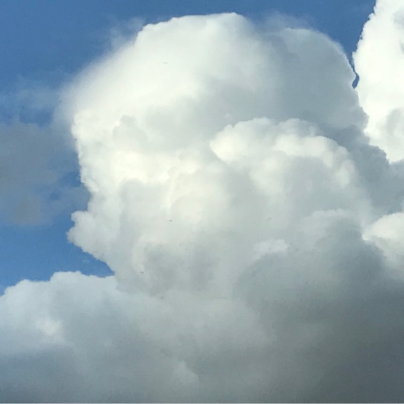 Lotus - Picture 5 of 7